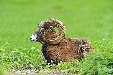 《刺客信条：影》玩家调查：大部分人没有打通游戏